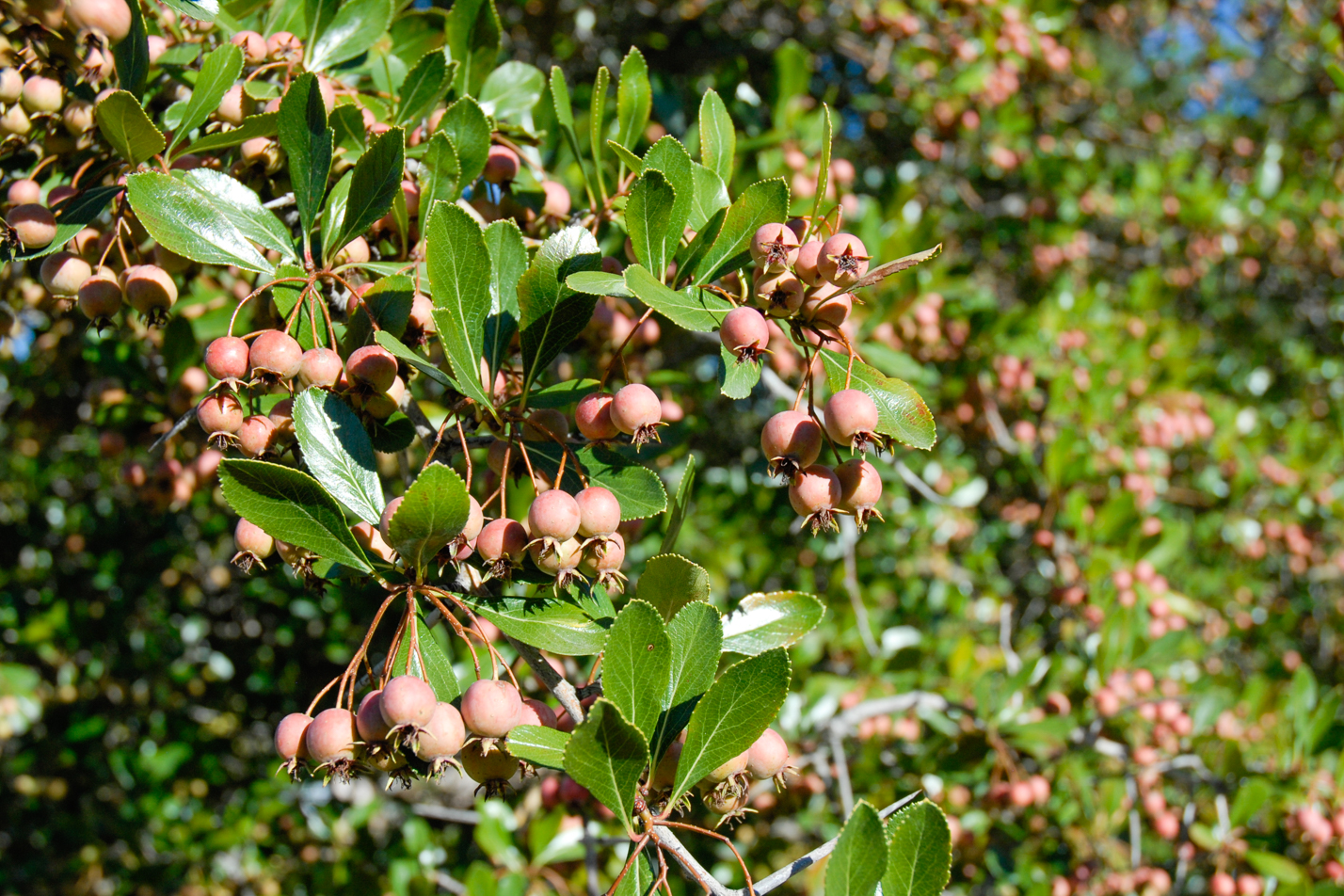 Cockspur Hawthorn